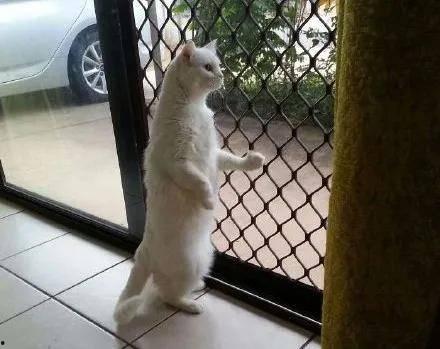 带你吃瓜猫雕像,带你领略“吃瓜猫”雕像的独特魅力