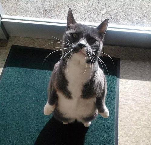 带你吃瓜猫雕像,带你领略“吃瓜猫”雕像的独特魅力