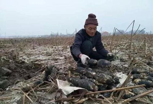 范县吃瓜事件完整后续,真相大白,后续发展引发社会关注