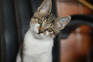 美女喂猫猫吃瓜视频