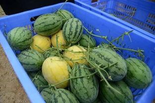 你是吃瓜还是没吃瓜,吃瓜群众视角下的娱乐圈风云