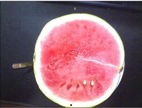 生活很无聊吃瓜,一起吃瓜解闷