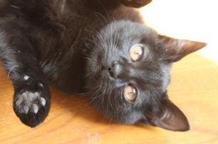 猫可以吃秋瓜吗,秋瓜是否适合猫咪食用?