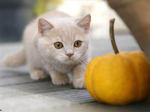 猫可以吃秋瓜吗,秋瓜是否适合猫咪食用?