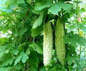 应科吃瓜,揭秘娱乐圈背后的那些事儿